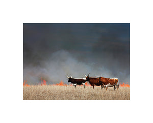 cattle at sunset konza press mark feiden photograph matted